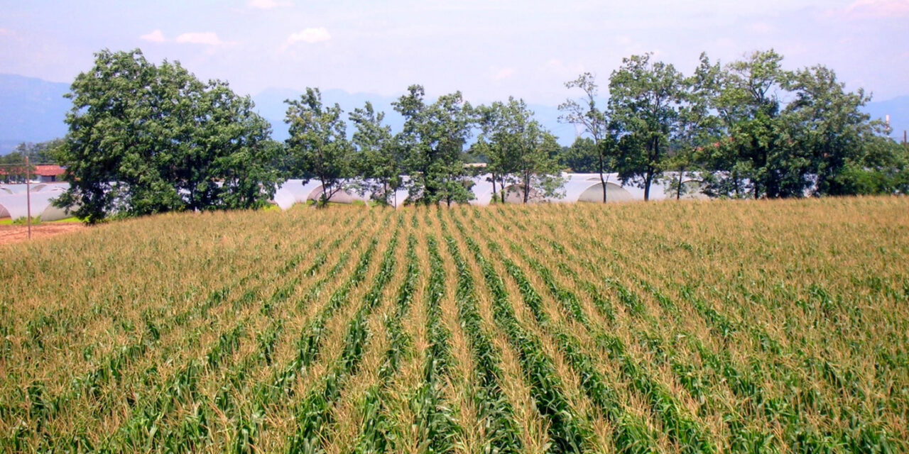 Crisi ucraina: Verona investe in mais e soia, ma i costi sono proibitivi