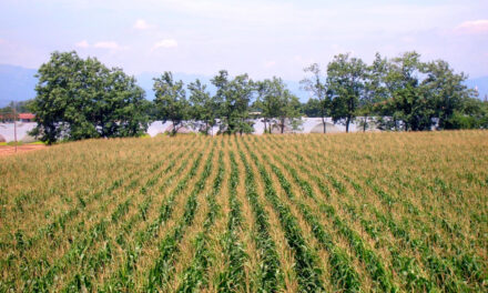 Crisi ucraina: Verona investe in mais e soia, ma i costi sono proibitivi