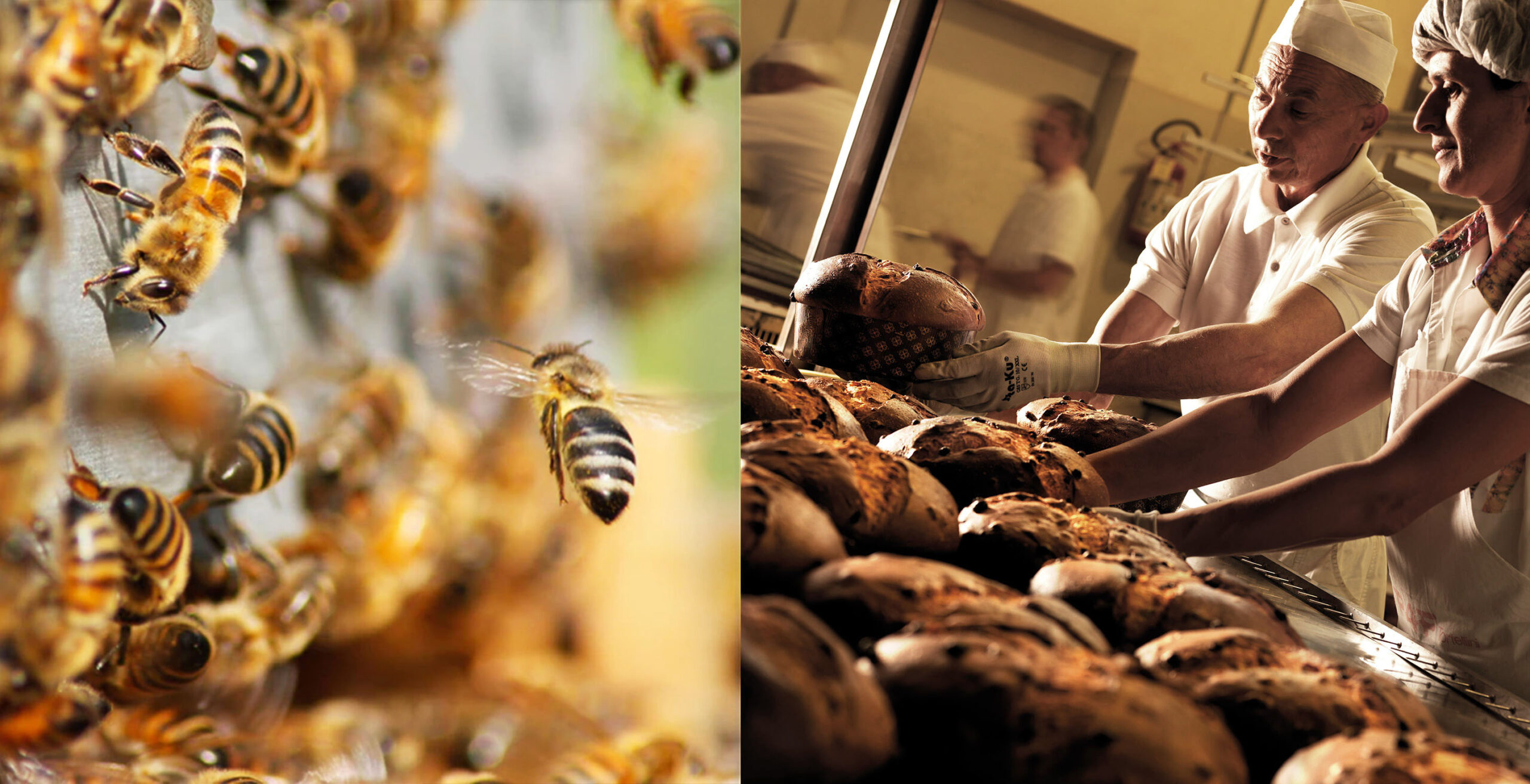 Pasticceria Scarpato “adotta” un milione di api e raggiunge l’autosufficienza energetica