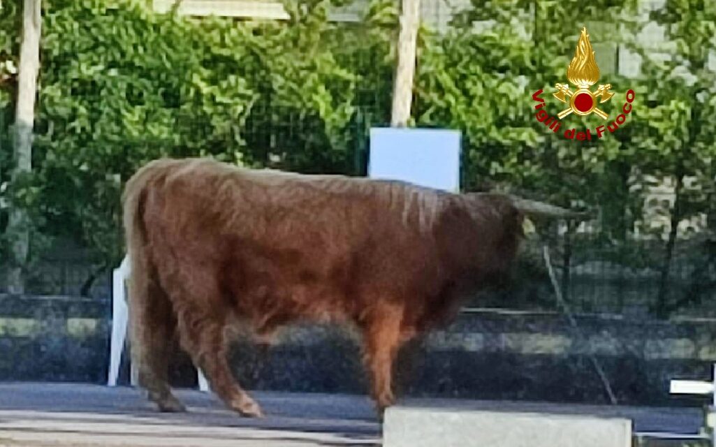 “Encierro” a Lazise, un toro scappa per strada seminando il panico. Catturato in serata dai Vigili del fuoco