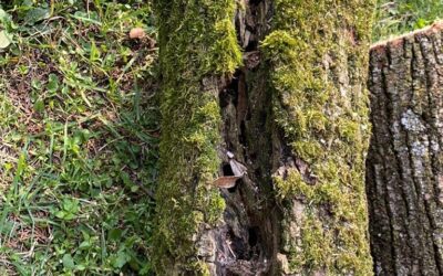 Valeggio ha cura dei propri alberi. Un patrimonio da conservare per la salute e per l’ambiente