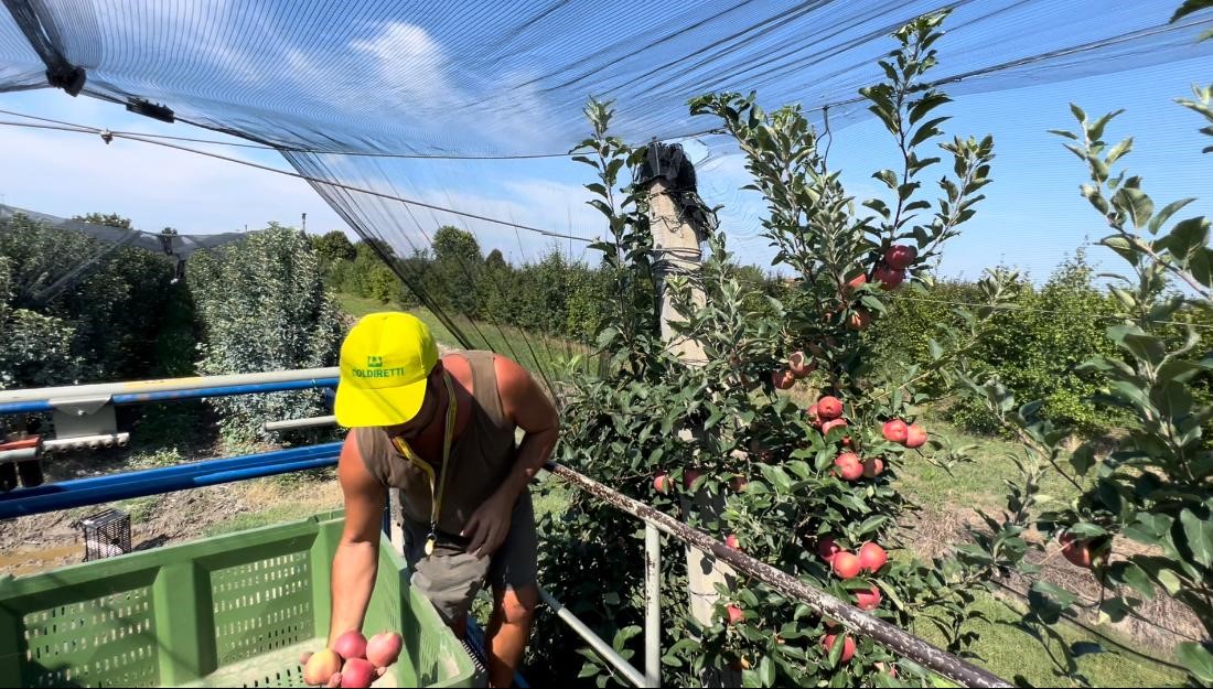 Coldiretti, il 2022 è un’ottima annata per le produzioni scaligere di mele e pere