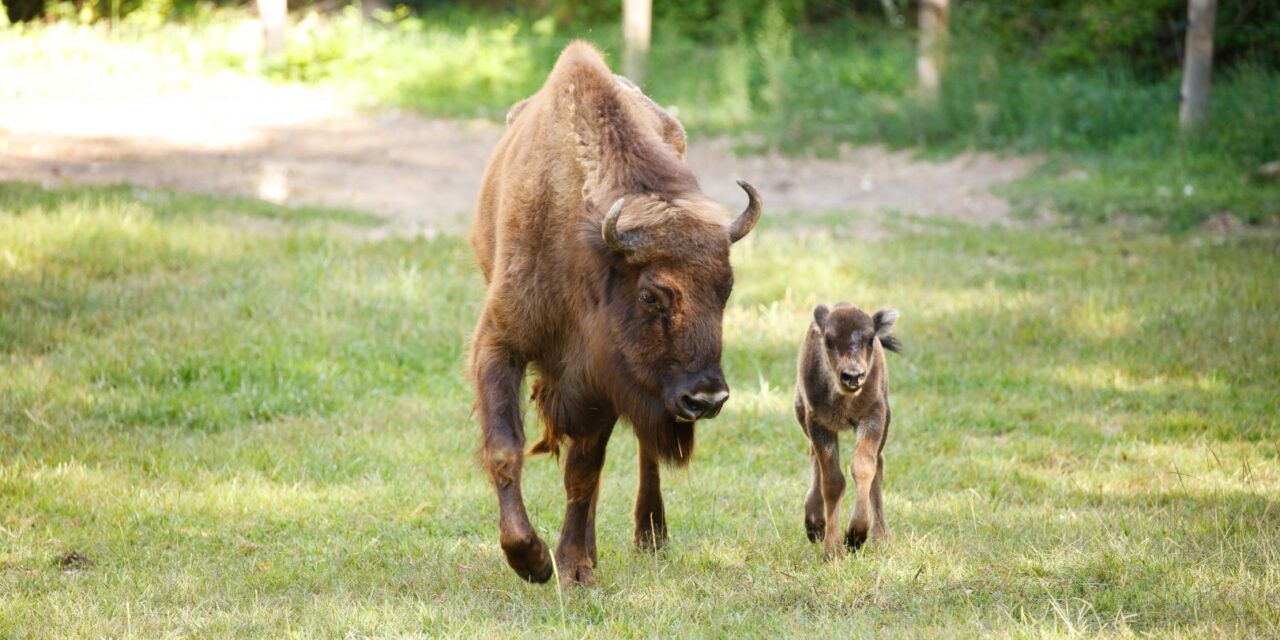 Si chiama come la Regina Elisabetta la ‘bisontina’ nata al Parco Natura Viva di Bussolengo