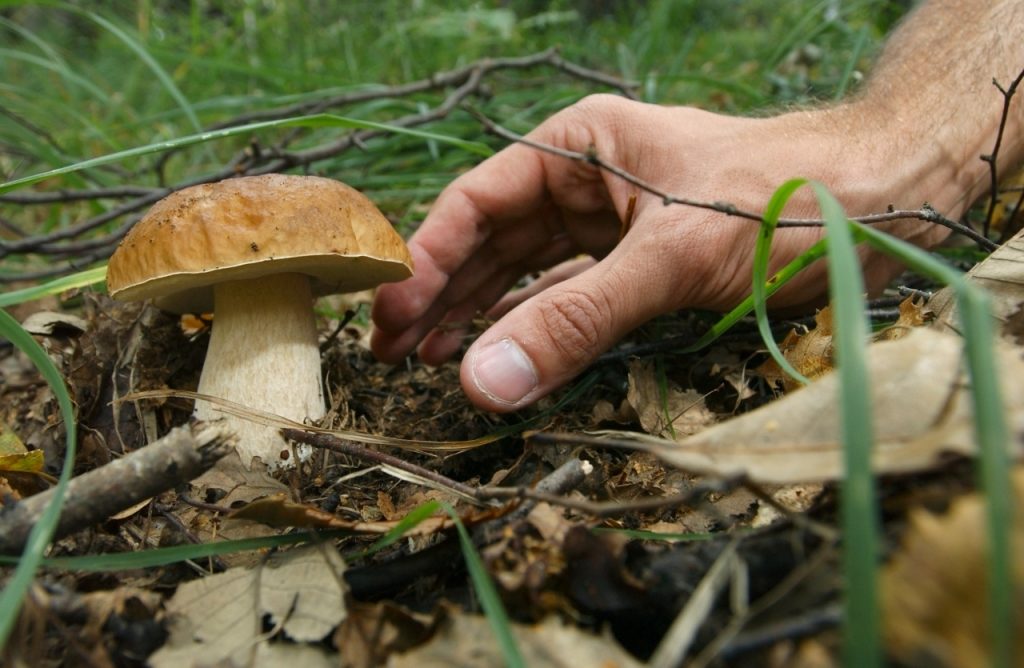Intossicazione da funghi, già dieci i ricoveri a Verona: senza il parere di un micologo non vanno mangiati