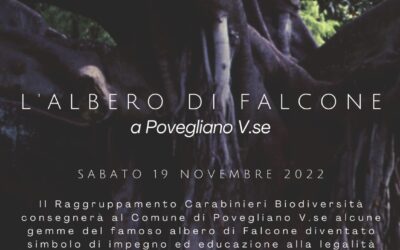 L’albero di Falcone a Povegliano Veronese