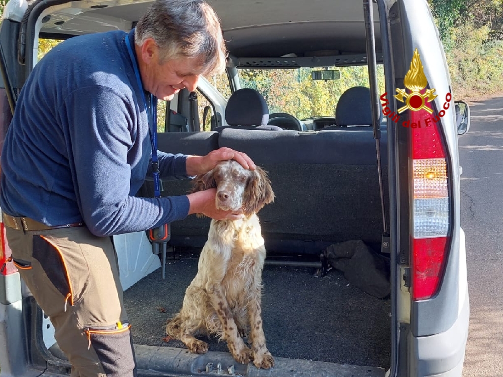 Cane cade in un dirupo, salvato dai Vigili del fuoco di Verona