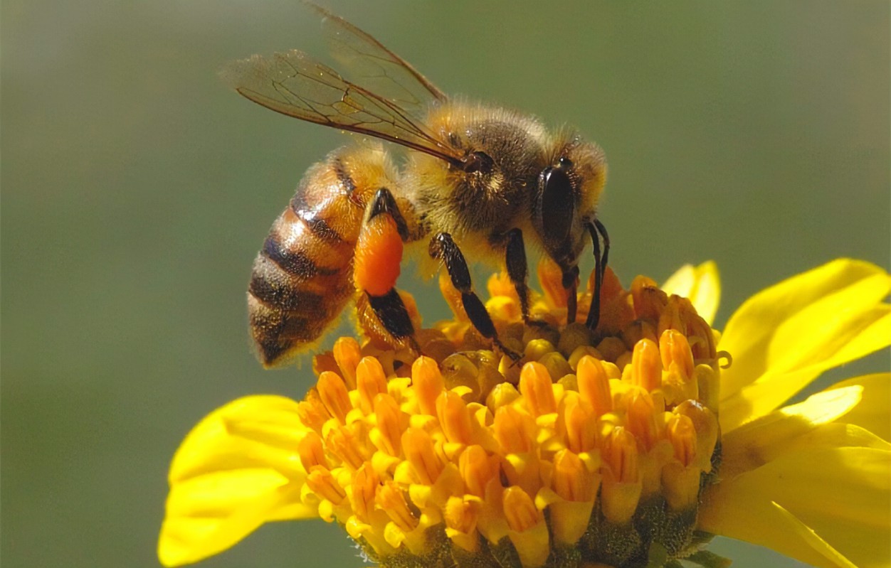 Consiglio Veneto: via libera al programma quinquennale per l’apicoltura, misura specifica della Pac 2023-2027