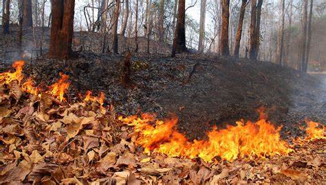 Siccità, rischio incendi nei boschi: la Regione Veneto decreta lo stato di grave pericolosità
