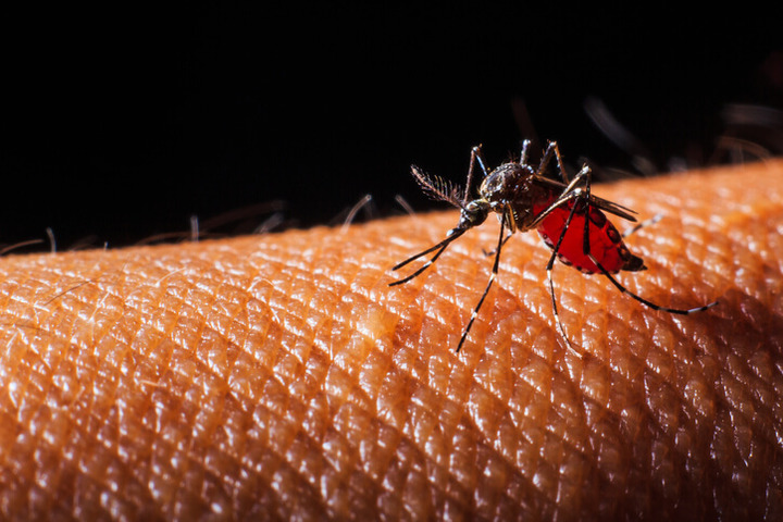 Zanzare: più di un fastidio. Possono portare malattie