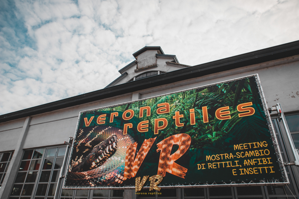 Domenica 1 ottobre nell’area Exp di Cerea la mostra “Verona Reptiles”. La più grande dell’Europa Mediterranea