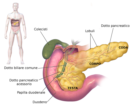 isole pancreas
