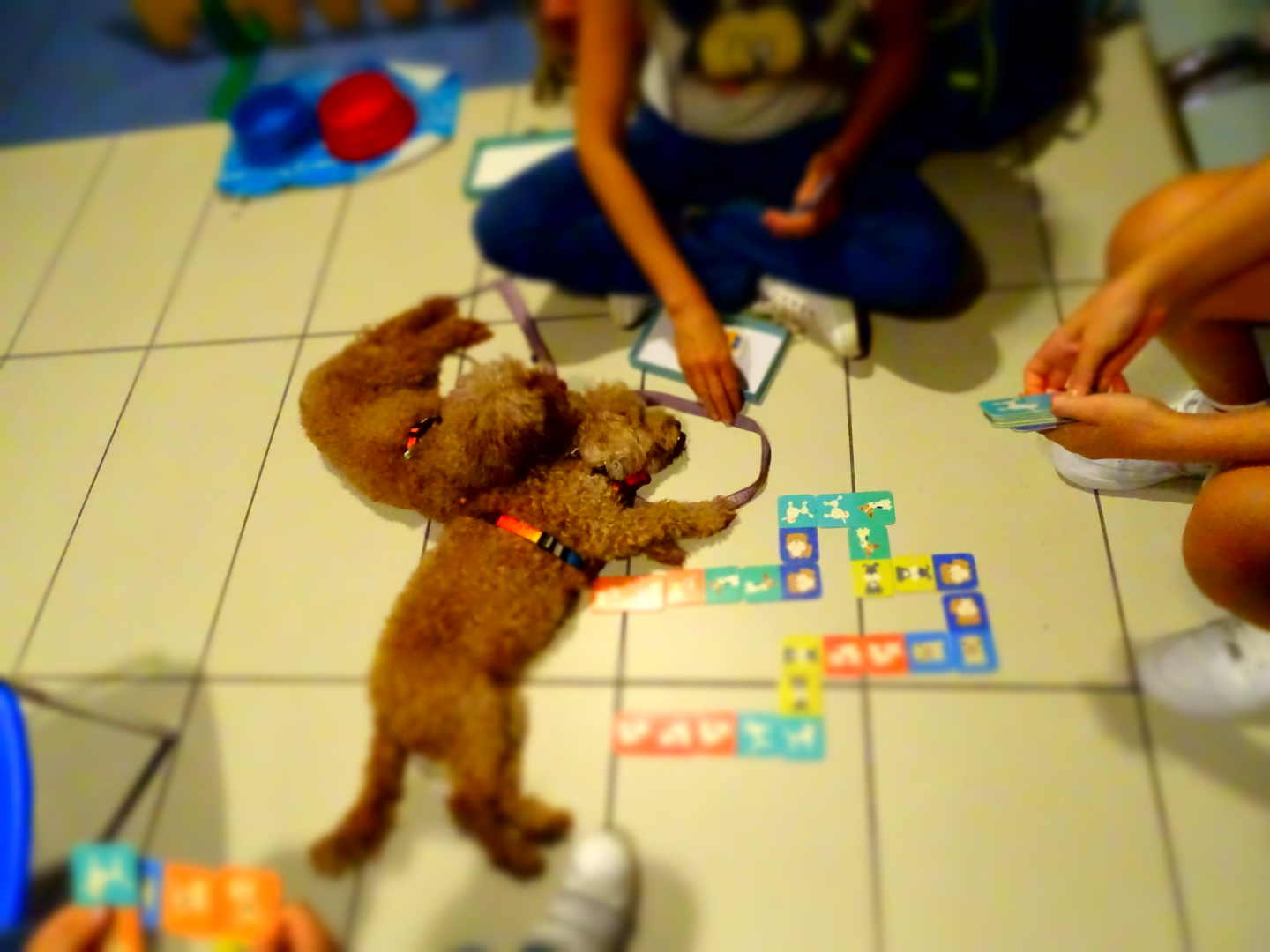 Pet theraphy in pediatria a Villafranca. Nasce “Una coda, un sorriso”